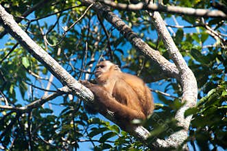 Small monkey in Bonito, Pantanal, Brazil