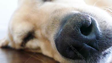 Dog falling a sleep - 4K
