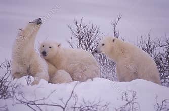 Polar bear family. Sow smelling danger .