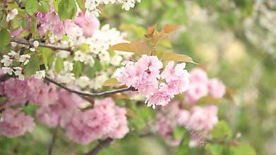 Spring cherry blossoms
