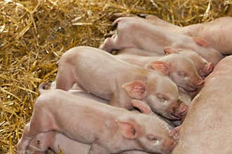 Piglets feeding from Mother Pig