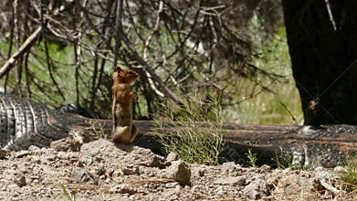 Ground Squirrel on Alert for Danger