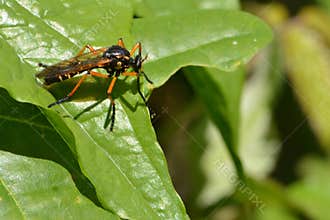 Orange legged insect.