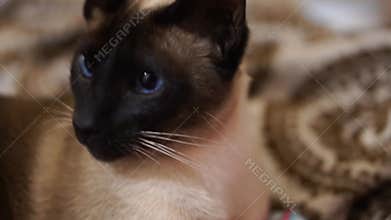 Siamese cat