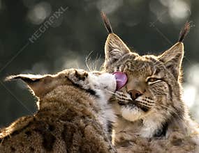 BOREAL LINX