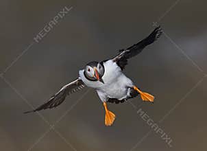 Puffin