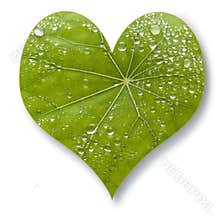 Leaf Heart Love