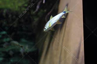 Spotted algae eater