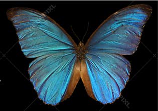 Menelaus Blue Morpho Butterfly
