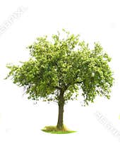 Isolated Apple Tree