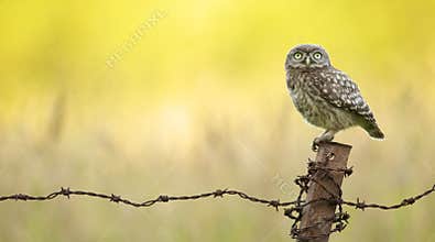 Wild little owl