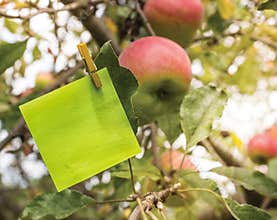 Note in Apple Tree