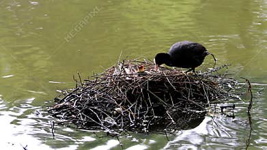 Feeding coots couple in Brummen, Holland