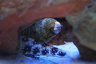 Snowflake moray