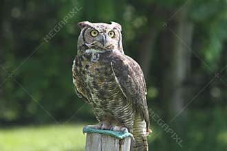 Great horned owl