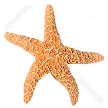 Orange starfish isolated on white