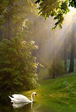 Swan and Streaming Sunshine on Foggy Morning
