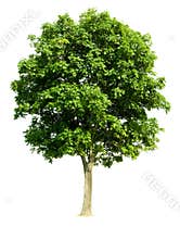 Isolated Walnut Tree