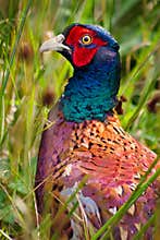 Pheasant