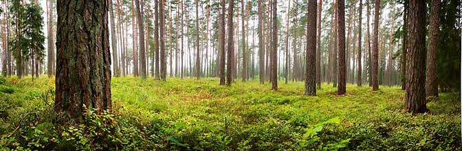 Lahemaa national park forest panorama
