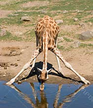 A drinking giraffe