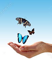 Hand and butterflies