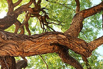 Old oak tree in Fredericksburg, Texas