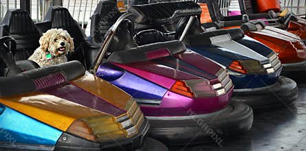 Poodle Dog in Bumper Cars