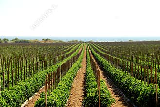 Tomato fields in California