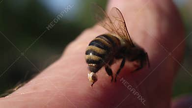 Bee Sting - a weapon of defense and attack.