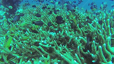 Coral Reef and Tropical Fish in Philippines