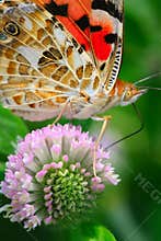 The butterfly and flower