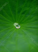 Waterdrop on lotus leaf