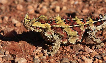 Thorny Devil, Outback, Australia