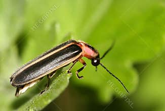 Stripped bug