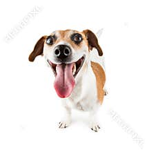 Cheerful Smiling Dog