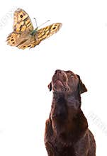 Dog watches Butterfly