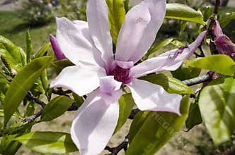 Flowers of Magnolia tree