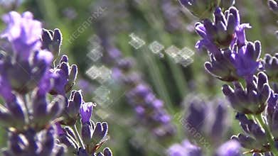 Spring lavender