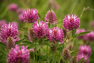 Red Clover or Trifolium Pratense