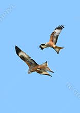 Eagles in Flight