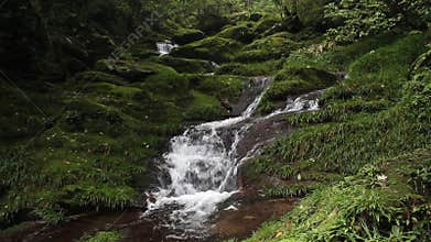 Primary forest water