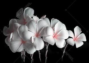 Frangipani flowers, Spa massage