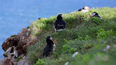 Puffins