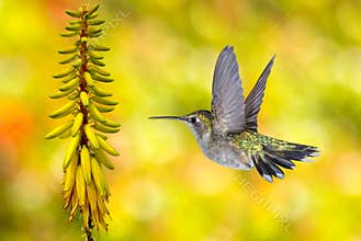 Hummingbird Flying over Yellow Background