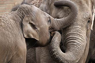Elephants