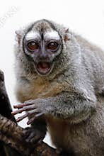 Owl monkey