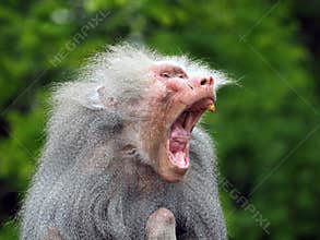 An ugly old baboon