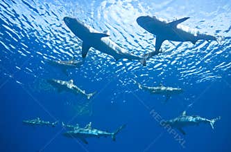 School of Sharks