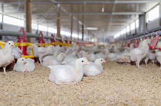 White chickens farm.